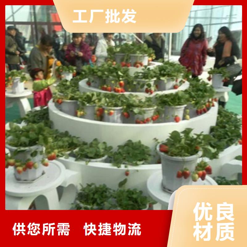 草莓苗草莓苗价格闪电发货