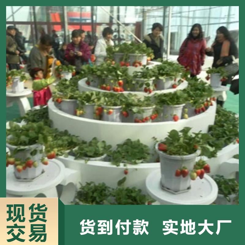 草莓苗草莓苗价格免费询价