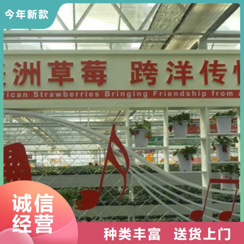 草莓苗毛蟠桃树苗订制批发