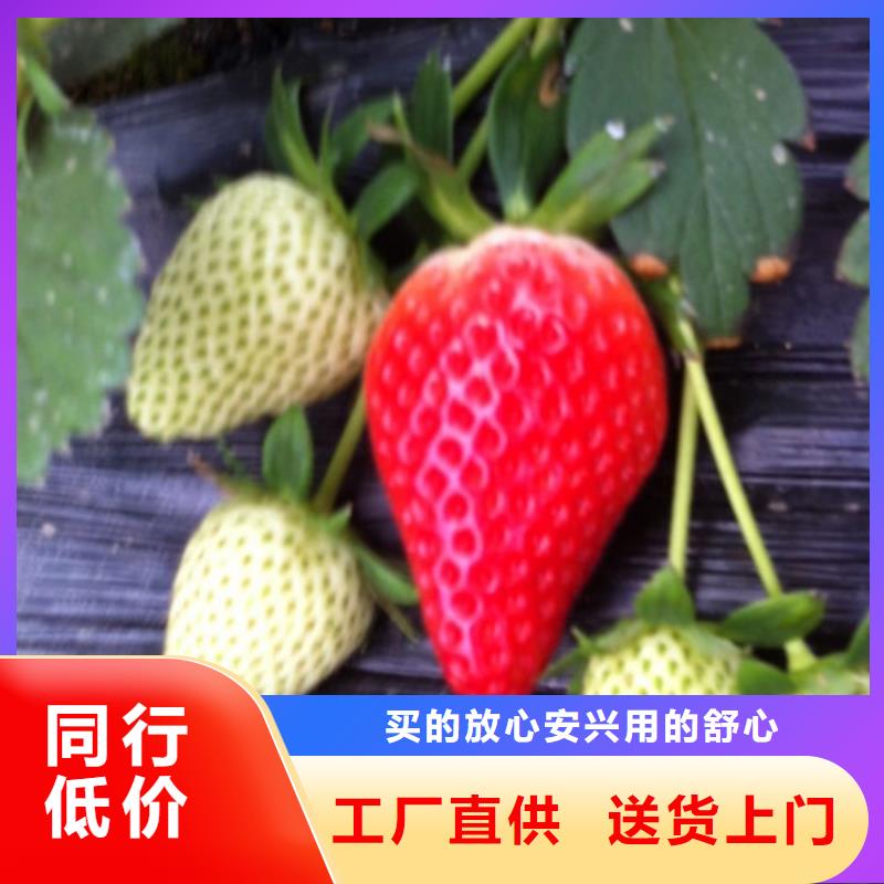草莓苗草莓苗价格厂家货源稳定