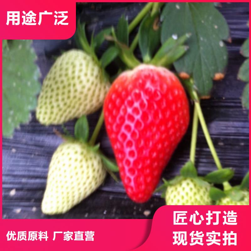 草莓苗 阳光玫瑰葡萄树苗源头厂家供应
