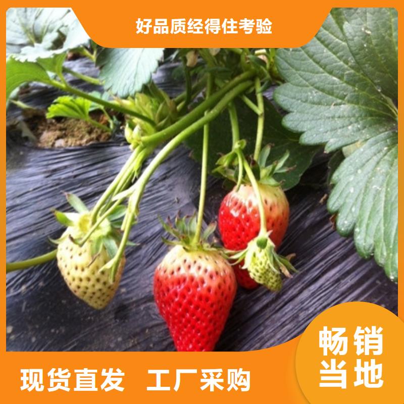 草莓苗 软籽石榴树苗做工精细