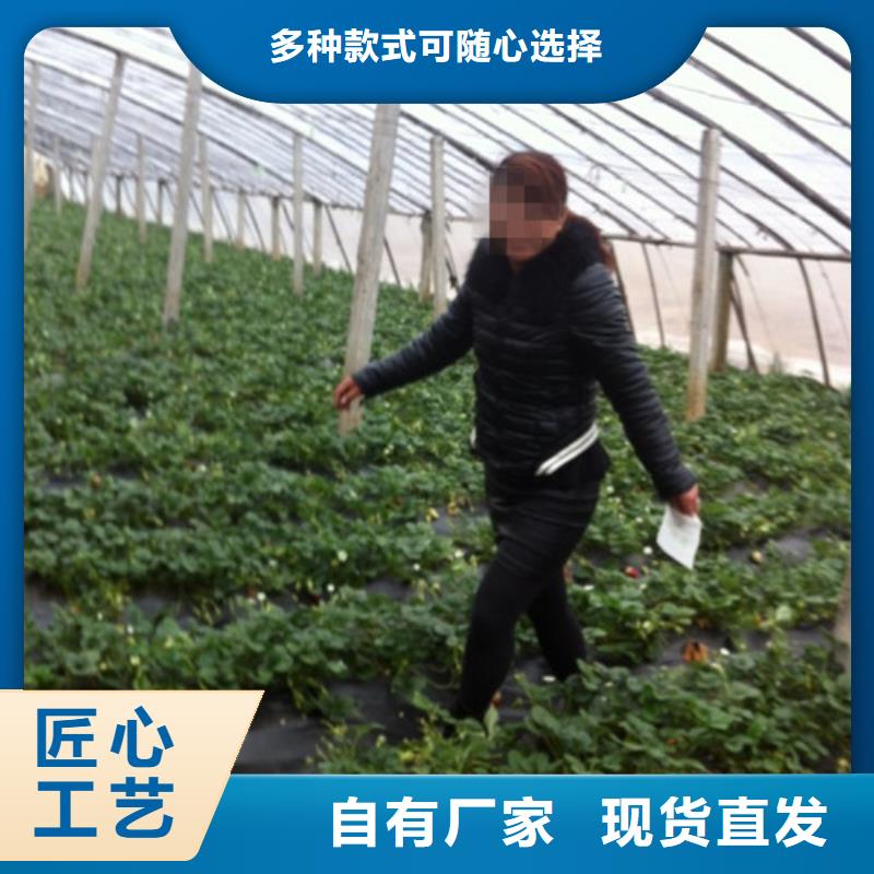草莓苗果树苗种类丰富