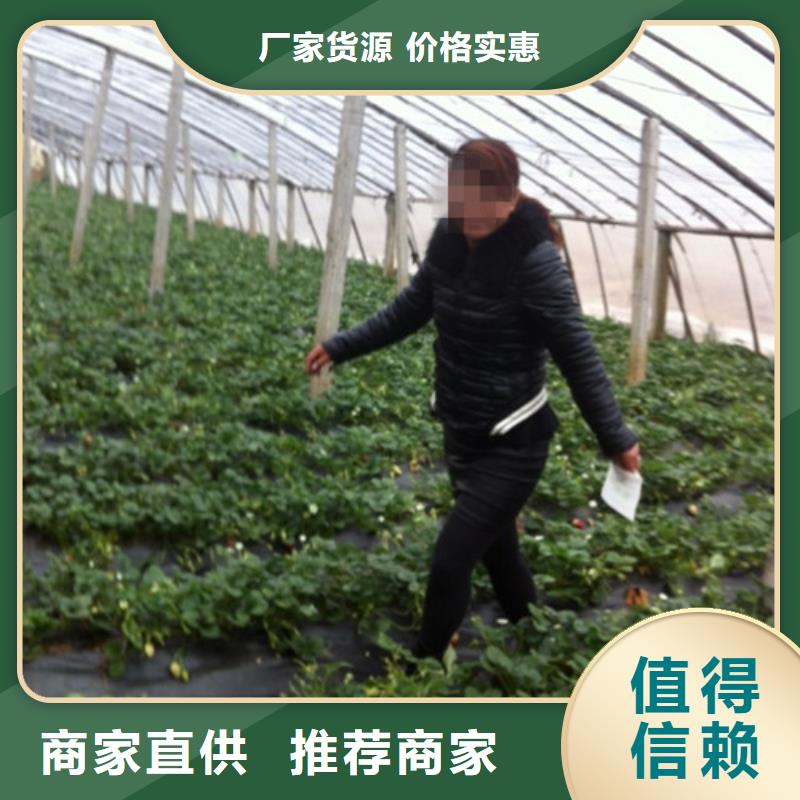 草莓苗_梨树苗基地质保一年