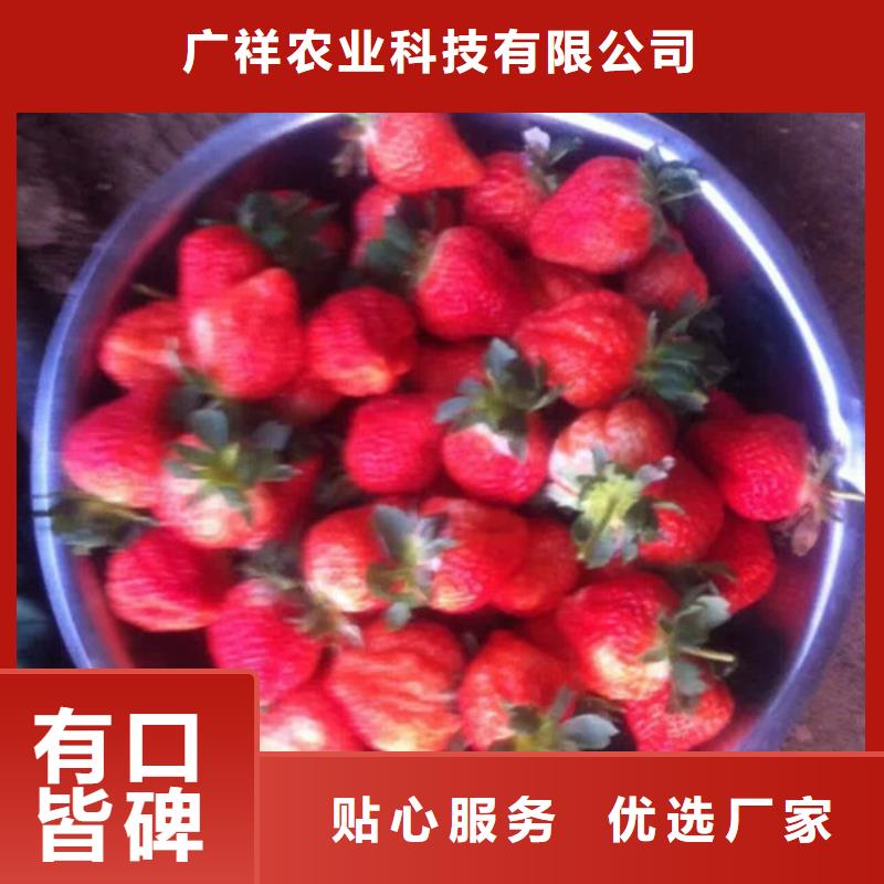 红颜草莓视频-红颜草莓-新疆本土供应商-伊犁|乌鲁木齐|克拉玛依
