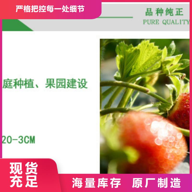 草莓苗梨树苗您想要的我们都有