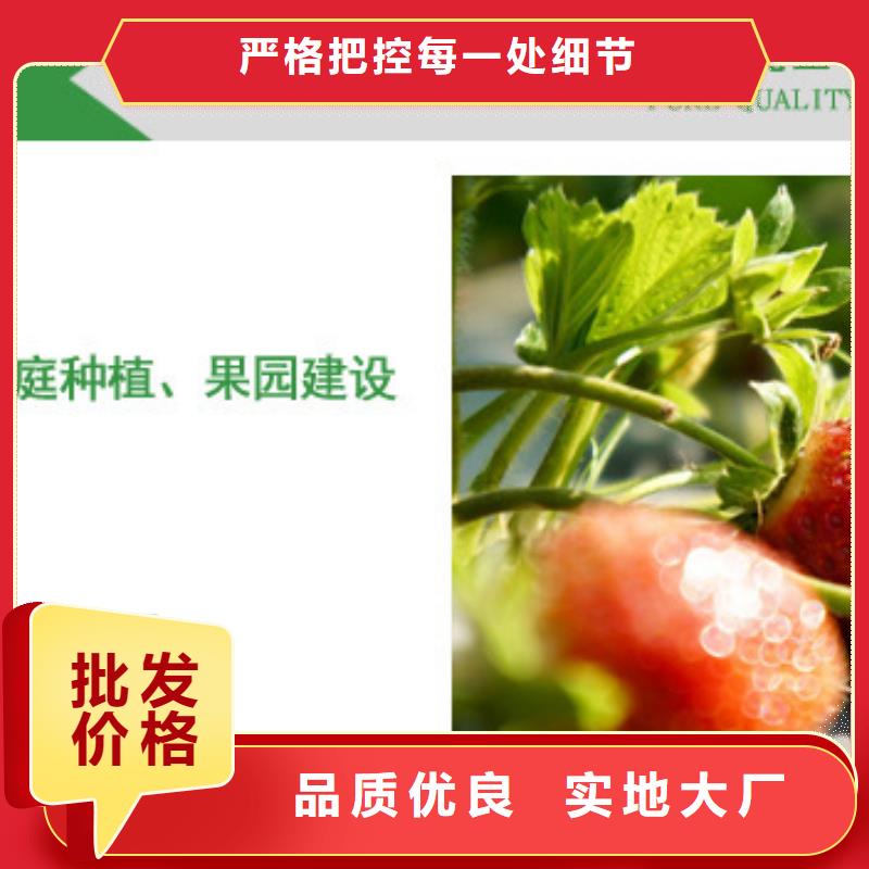 草莓苗梨树苗基地细节决定品质