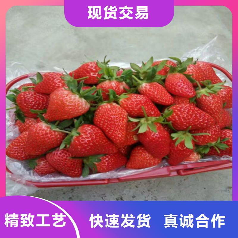 草莓苗无籽葡萄树苗款式多样