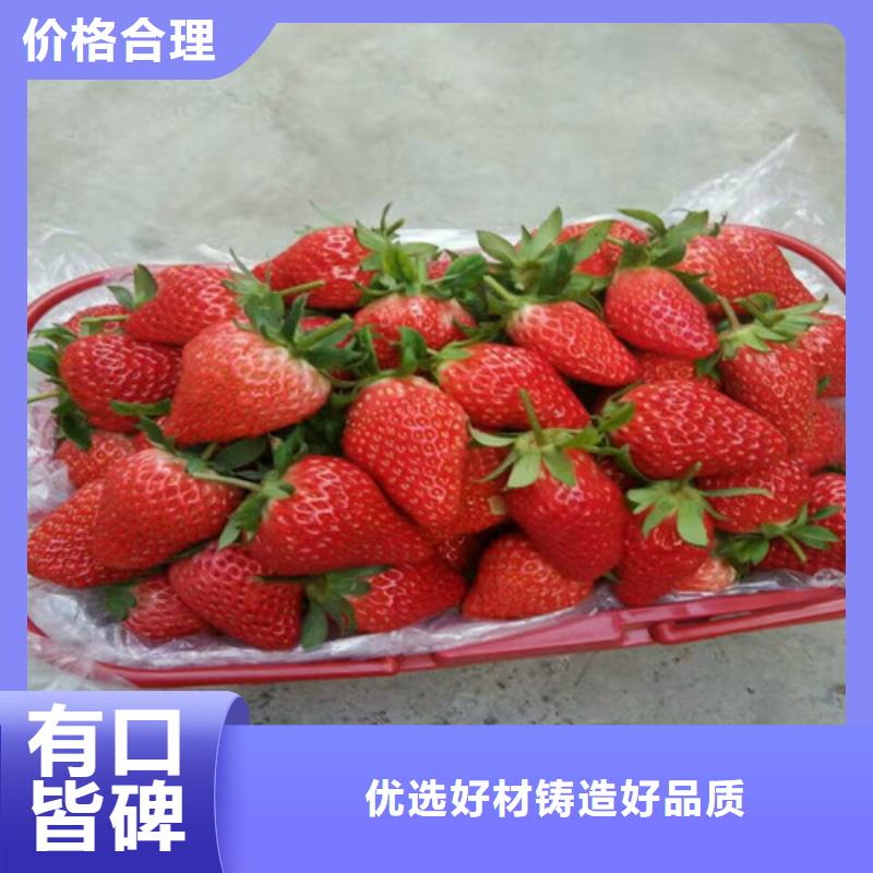 草莓苗草莓苗价格免费询价