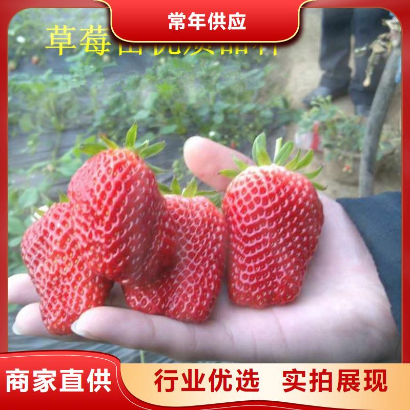 草莓苗香梨树苗真正的源头厂家