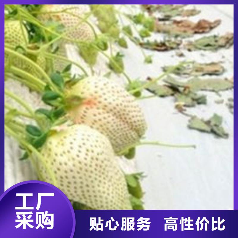 草莓苗梨树苗您想要的我们都有