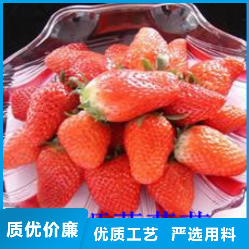 草莓苗无籽葡萄树苗款式多样