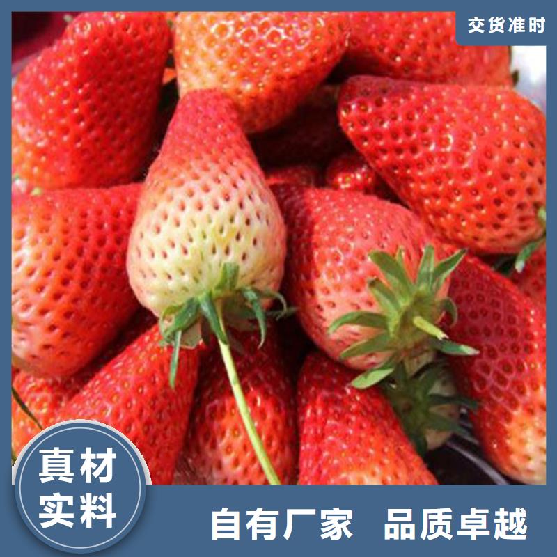 草莓苗梨树苗您想要的我们都有