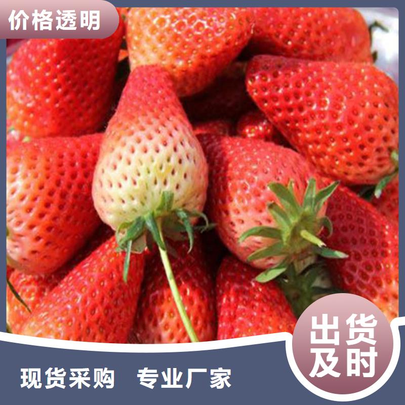 草莓苗香梨树苗真正的源头厂家