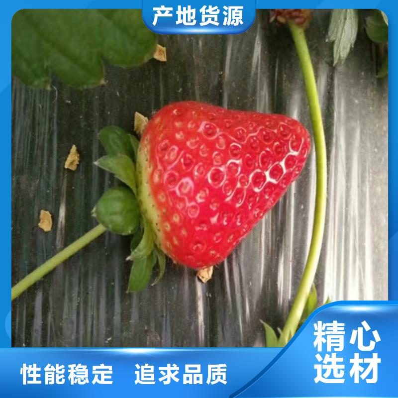 草莓苗草莓苗价格免费询价