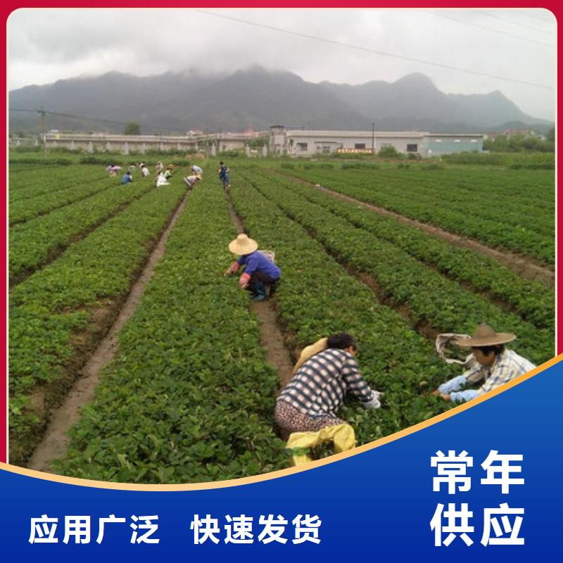 草莓苗草莓苗价格免费询价