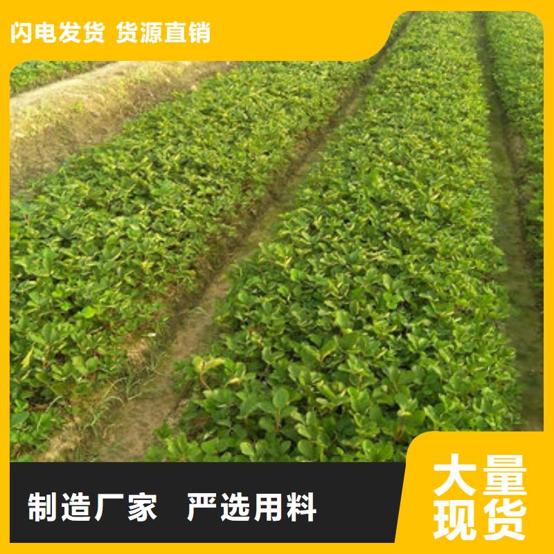 草莓苗草莓苗价格免费询价