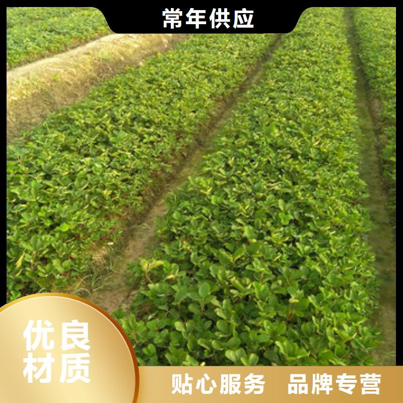 草莓苗无籽葡萄树苗款式多样
