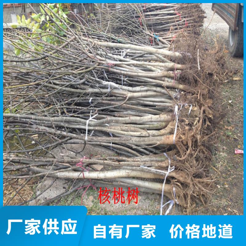 红颜草莓视频-红颜草莓|陕西省延安市|黄陵|洛川|咸阳|商洛|宝鸡|安康