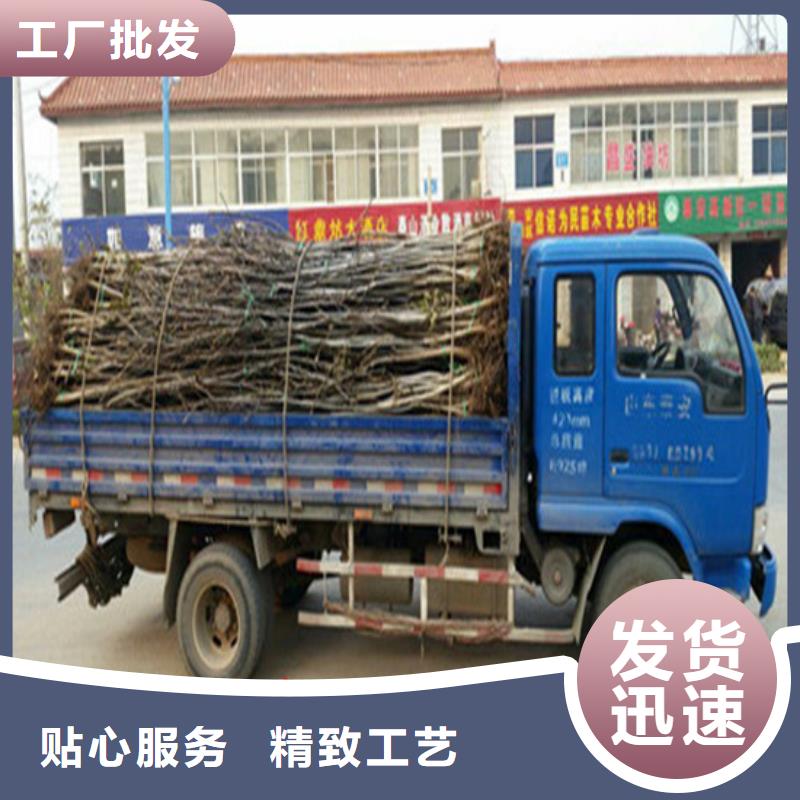 核桃苗黄桃树苗多种场景适用