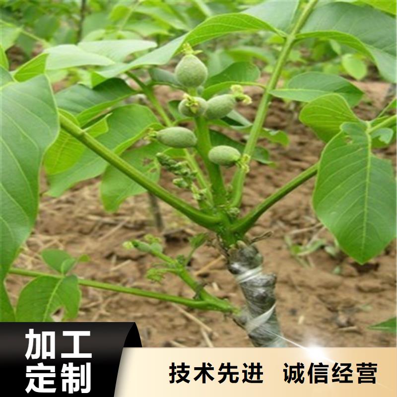 核桃苗徐香猕猴桃树苗省心又省钱