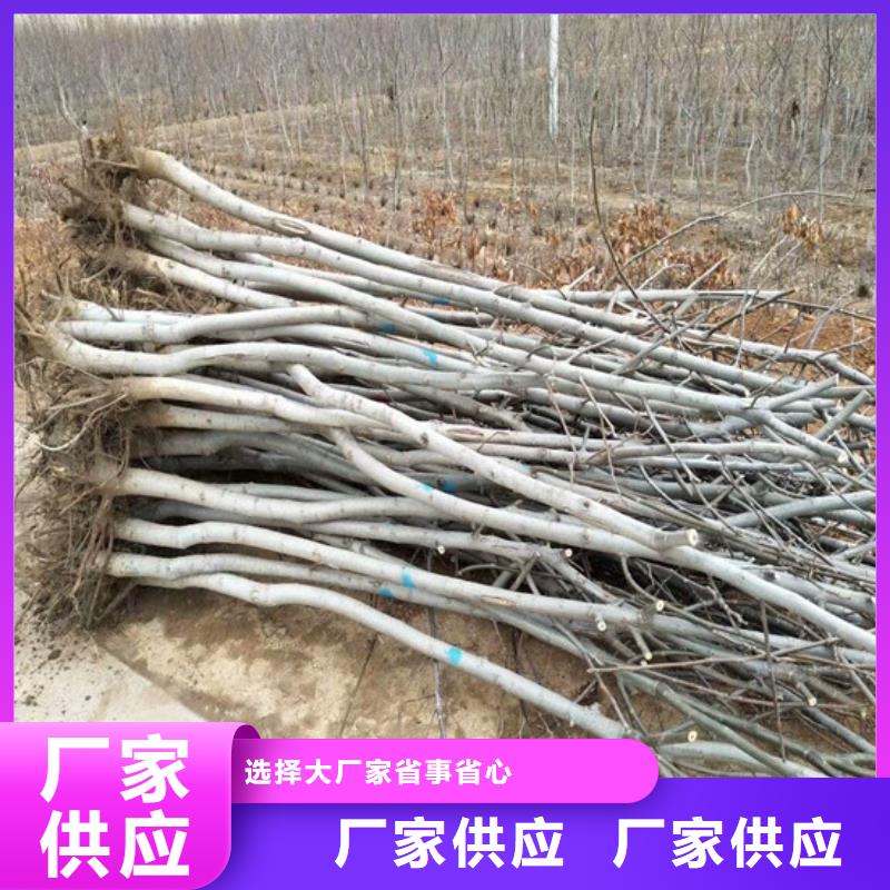 核桃苗草莓苗价格优选厂家