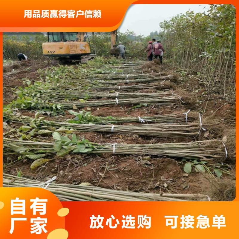 核桃苗-软籽石榴树苗常年供应