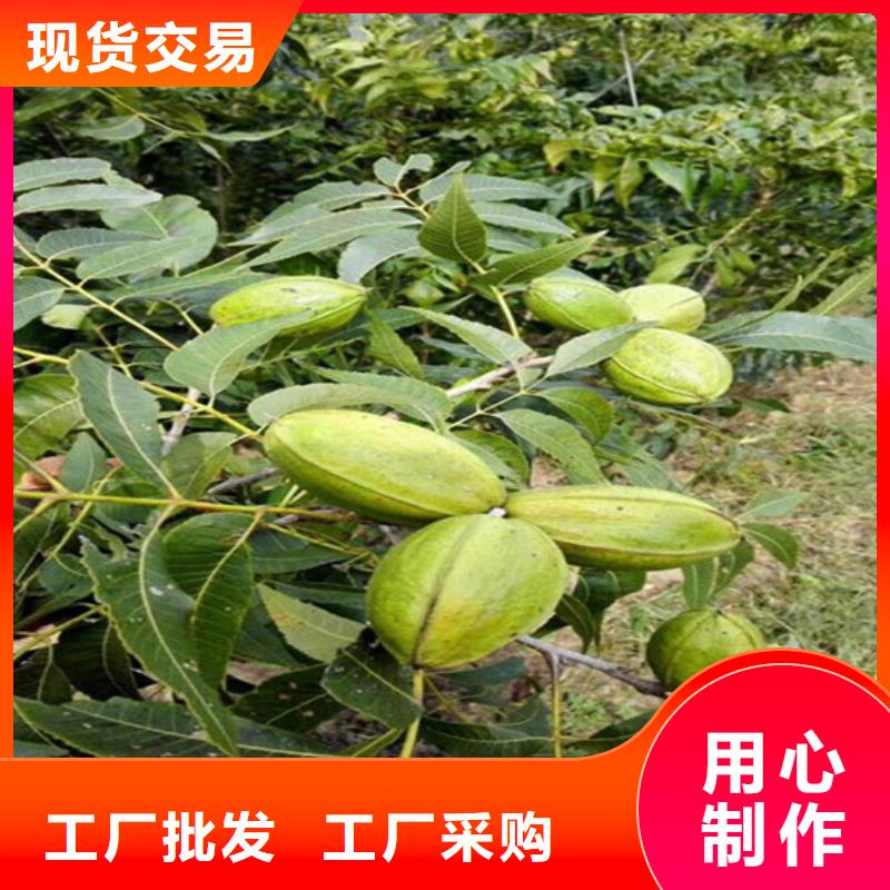 红颜草莓视频-红颜草莓|陕西省延安市|黄陵|洛川|咸阳|商洛|宝鸡|安康