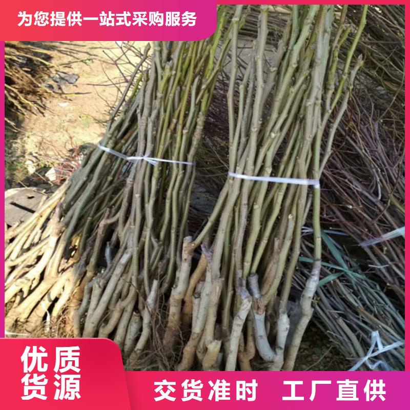 核桃苗-桃树苗基地供您所需