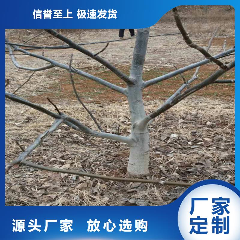 核桃苗徐香猕猴桃树苗省心又省钱