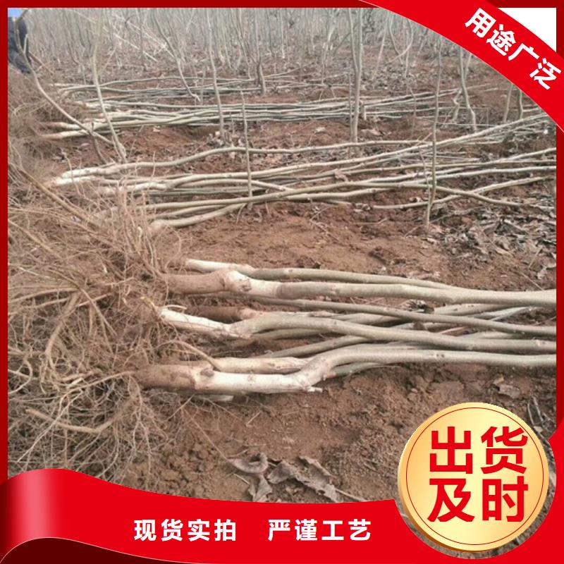 红颜草莓视频-红颜草莓|陕西省延安市|黄陵|洛川|咸阳|商洛|宝鸡|安康