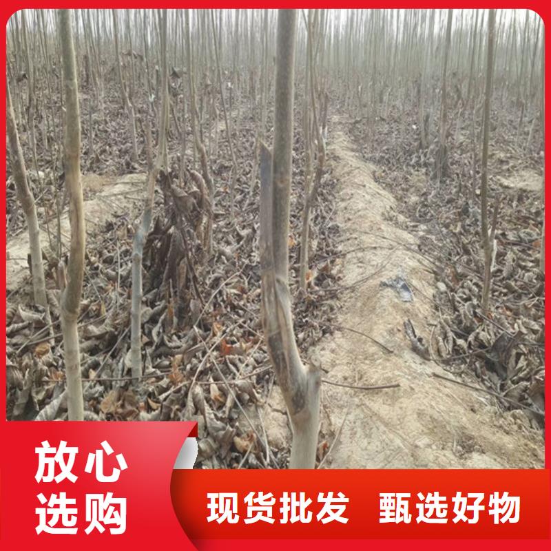 【核桃苗胭脂脆桃树苗货源直供】