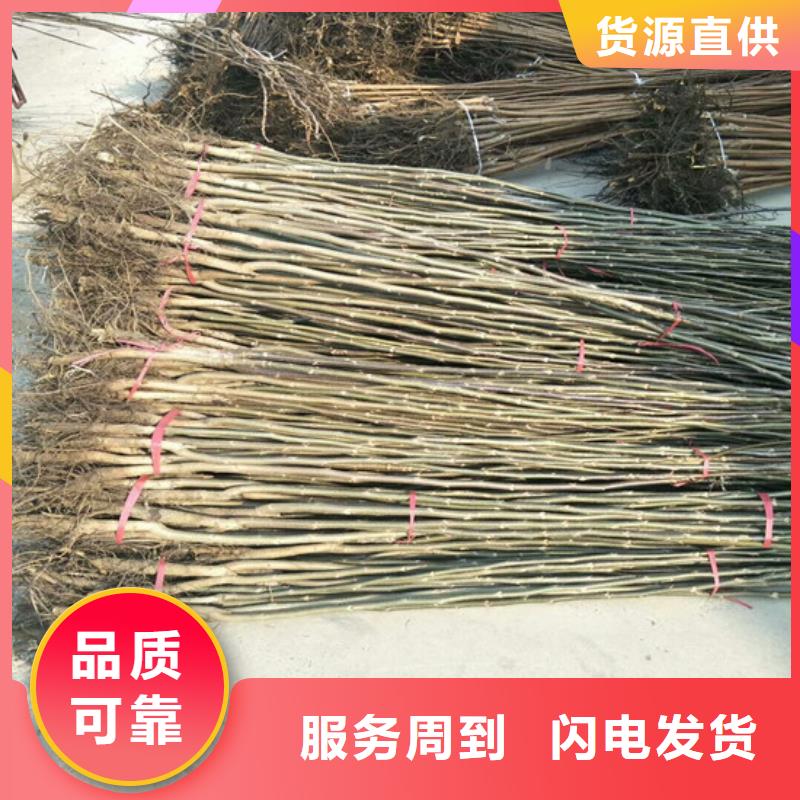 红颜草莓视频-红颜草莓|陕西省延安市|黄陵|洛川|咸阳|商洛|宝鸡|安康