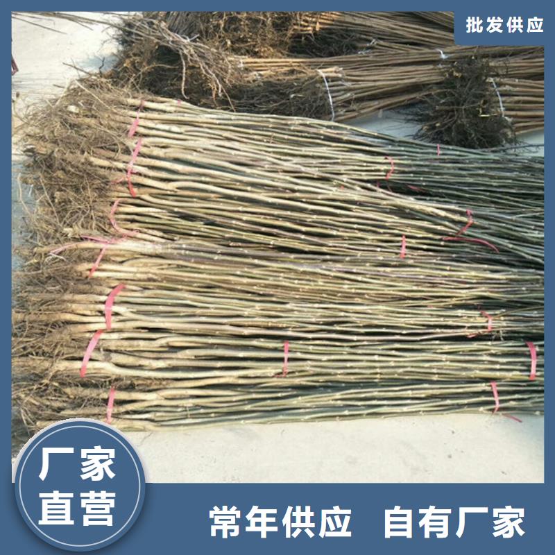 核桃苗莫妮卡西梅树苗精益求精