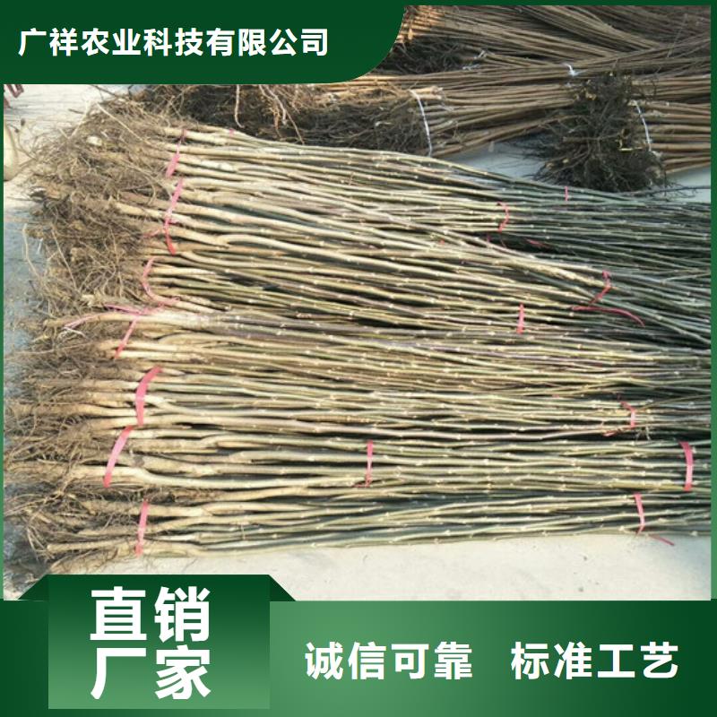 【核桃苗胭脂脆桃树苗货源直供】