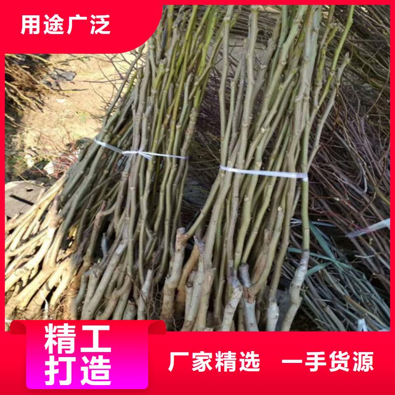 【核桃苗胭脂脆桃树苗货源直供】