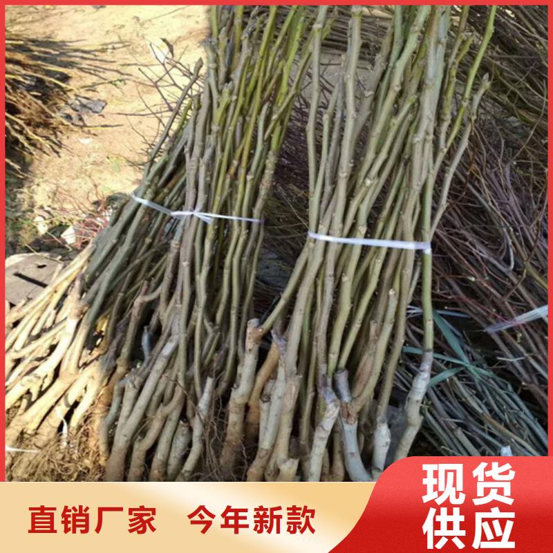 核桃苗_大棚草莓苗品质做服务