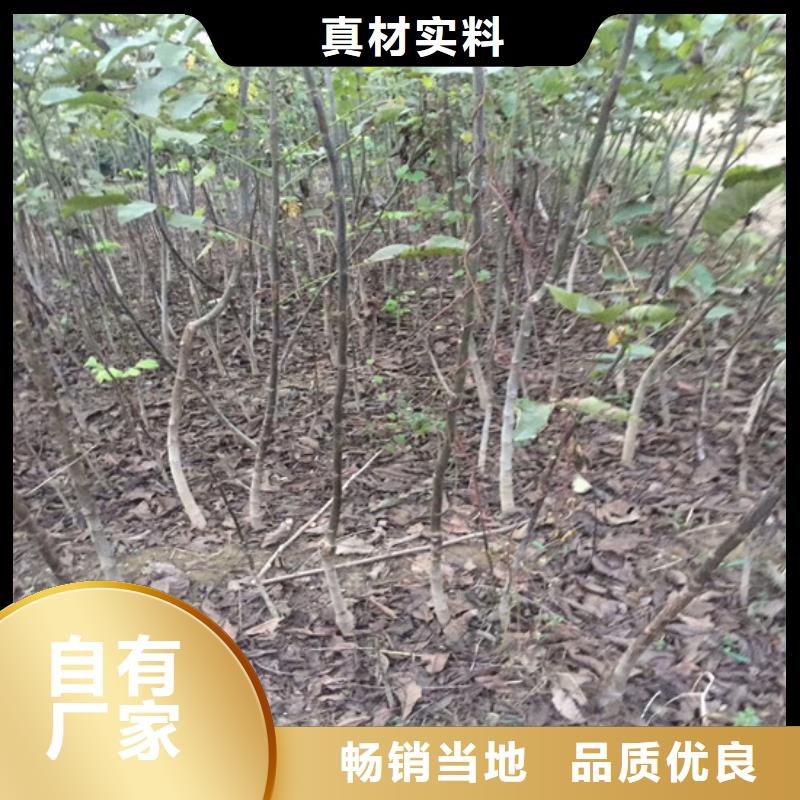 核桃苗-桃树苗基地供您所需