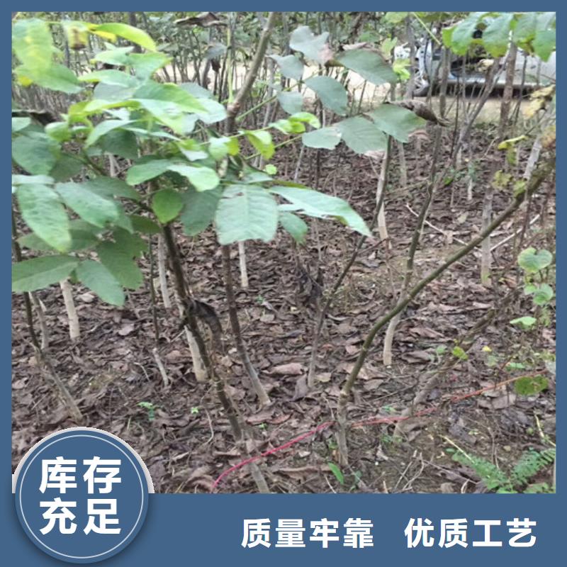 核桃苗_草莓苗价格诚信可靠