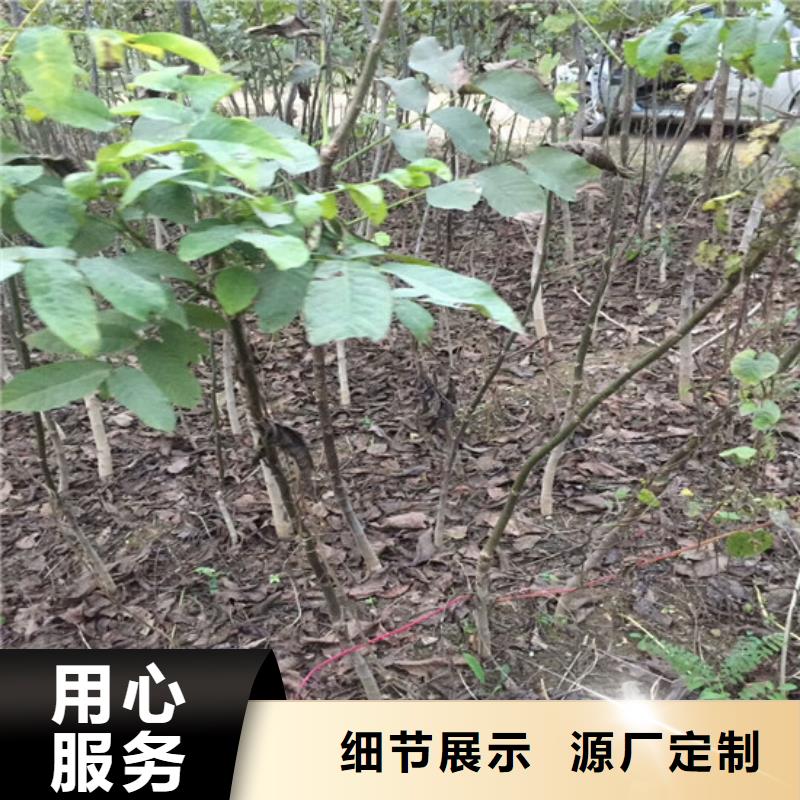 核桃苗梨树苗基地用心做好每一件产品