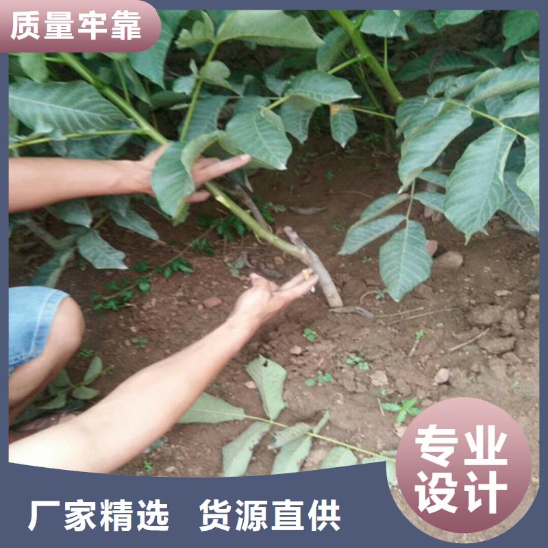 核桃苗果树苗厂家直销规格多样