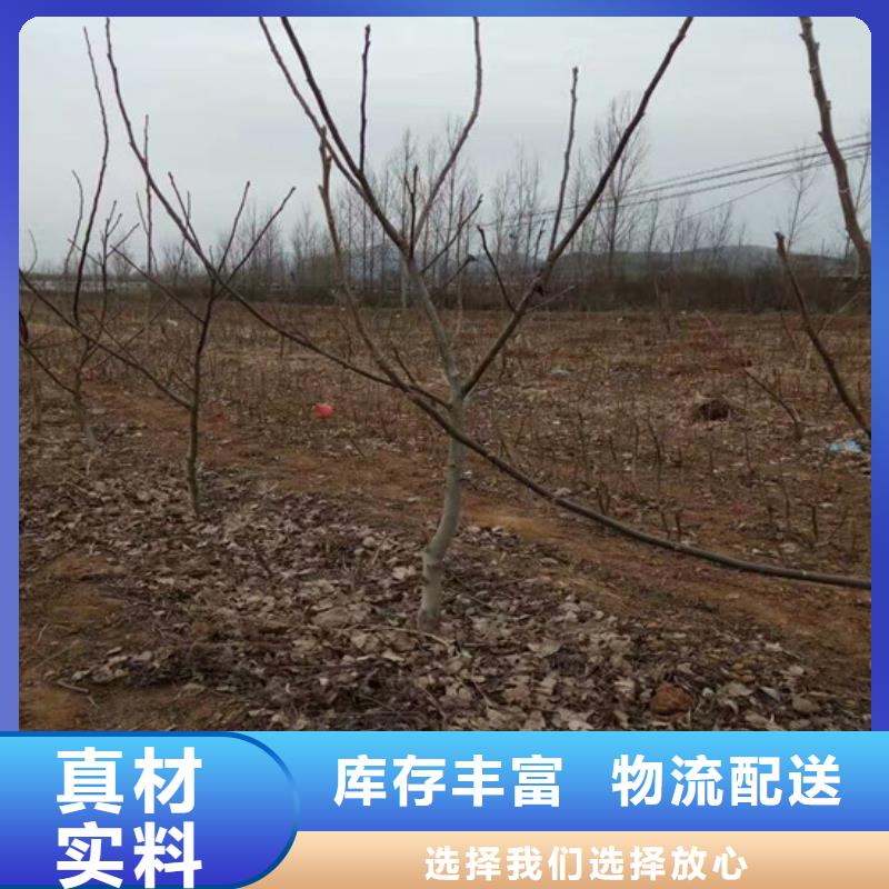 红颜草莓视频-红颜草莓|陕西省延安市|黄陵|洛川|咸阳|商洛|宝鸡|安康
