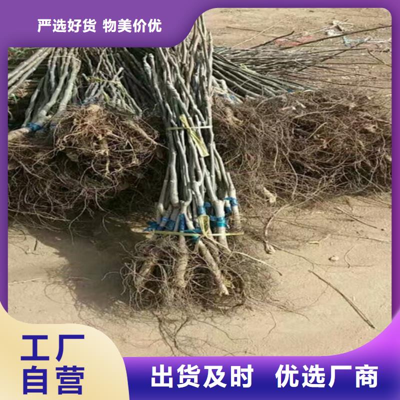 核桃苗-软籽石榴树苗常年供应