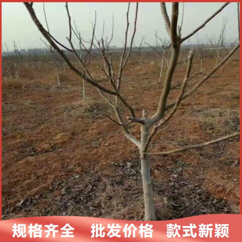 核桃苗草莓苗价格优选厂家