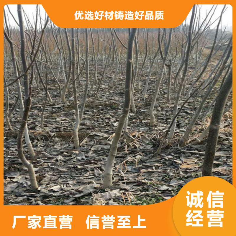 核桃苗莫妮卡西梅树苗精益求精