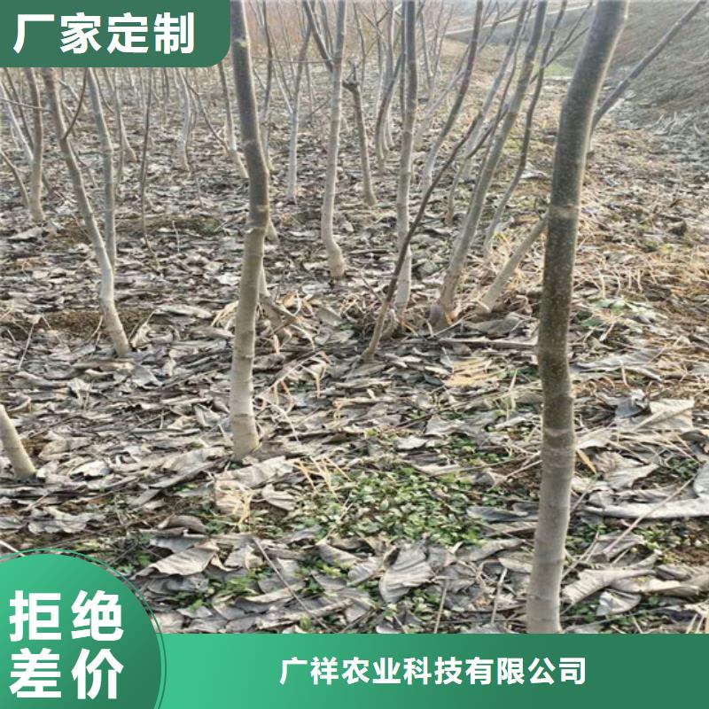 核桃苗-吉塞拉6号砧木厂家直销直供