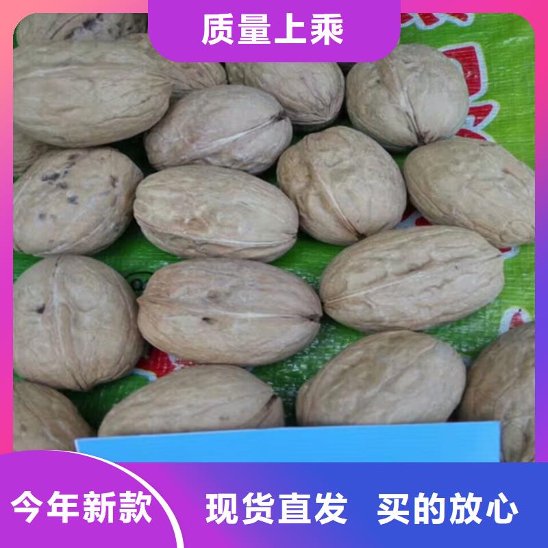 核桃苗_草莓苗价格诚信可靠