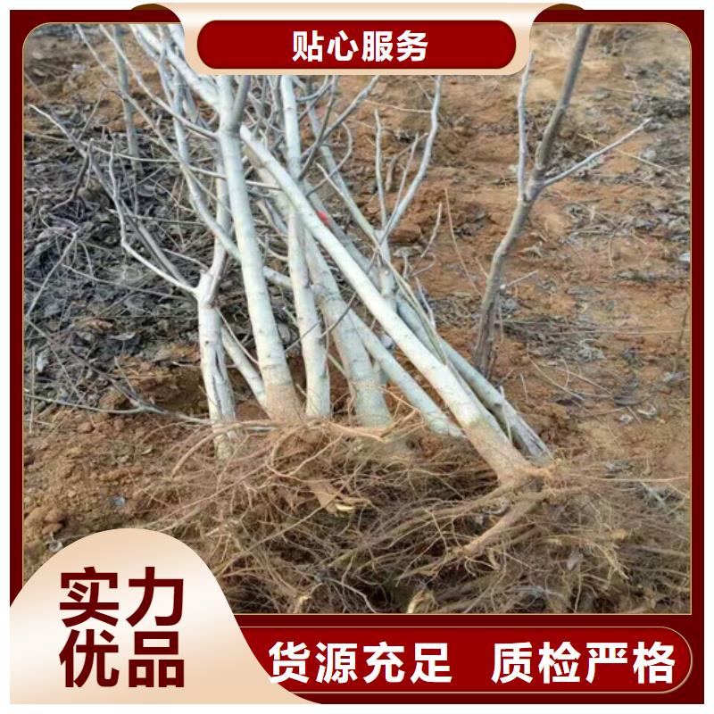 红颜草莓视频-红颜草莓|陕西省延安市|黄陵|洛川|咸阳|商洛|宝鸡|安康