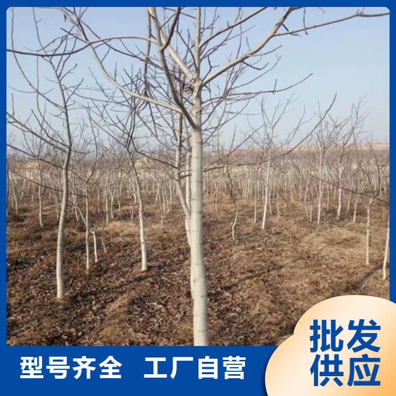 核桃苗-吉塞拉6号砧木厂家直销直供