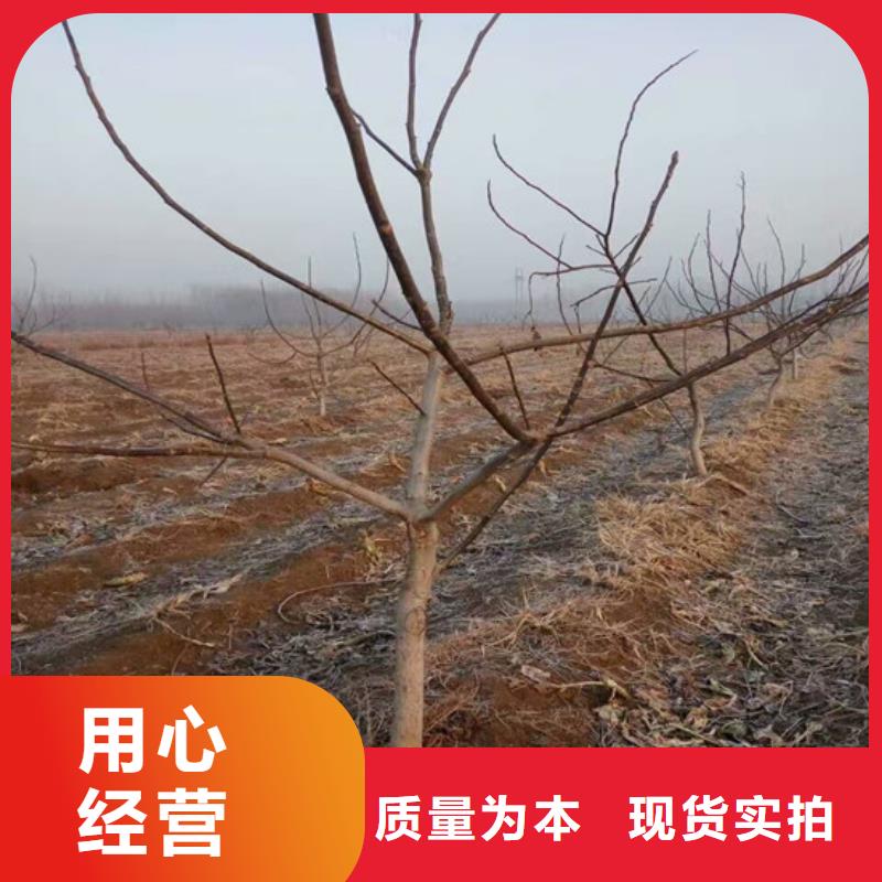 核桃苗果树苗厂家直销规格多样